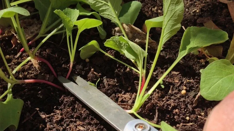 Kỹ thuật tỉa thưa lá để rau bó xôi đạt năng suất cao