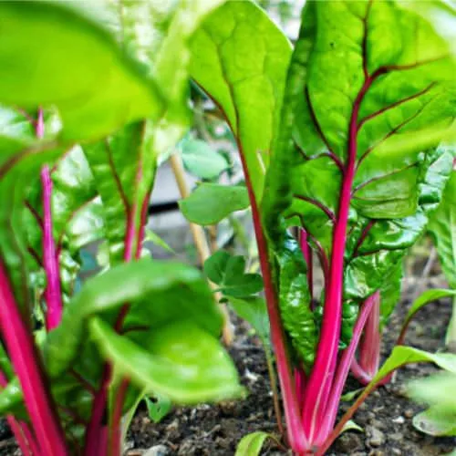 Luống cải cầu vồng tươi tốt với nhiều màu sắc rực rỡ, minh họa cách trồng cải cầu vồng tại nhà