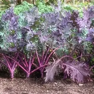 Hạt giống và cây cải đuôi phụng non chuẩn bị gieo trồng