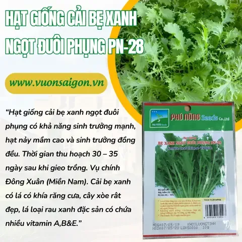 Hình ảnh minh họa cải đuôi phụng sau thu hoạch tươi ngon và giòn ngọt