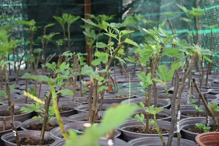 Cành chiết được đặt trong chậu và được cố định bằng giá thể tơi xốp