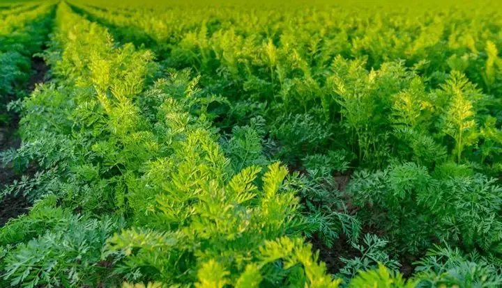 Người làm vườn tưới nước nhẹ nhàng cho cành chiết non trong chậu