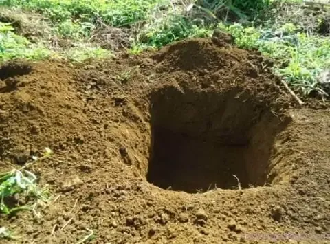 Quản Lý Nước Và Dinh Dưỡng Giúp Cây Ăn Quả Phát Triển Nhanh