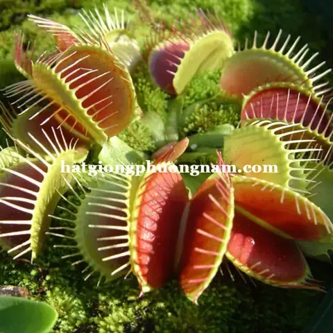 Chăm sóc và theo dõi cây bắt mồi ở chế độ ngập nước đáy chậu