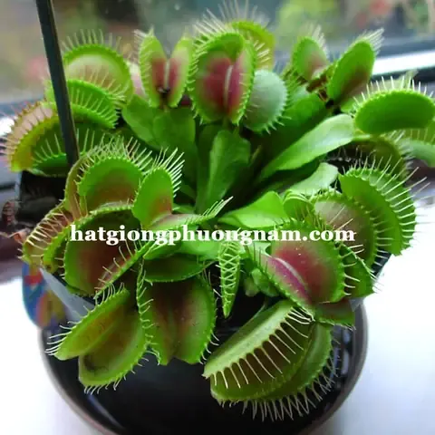 Hạt giống cây bắt mồi và dụng cụ chuẩn bị gieo trồng