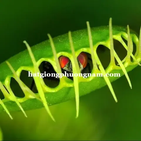 Cây bắt mồi con (Drosera) nảy mầm thành công trên giá thể sphagnum peat moss