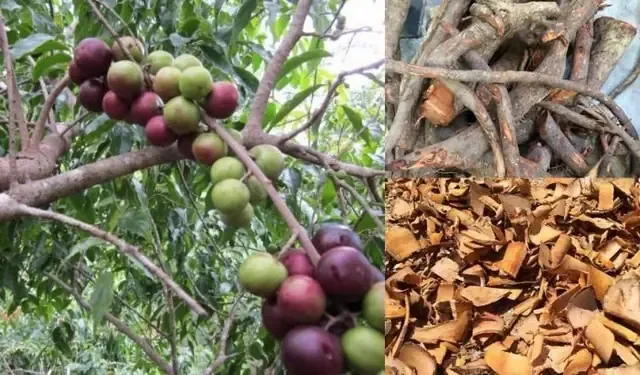 Ã” Mai Bá»“ QuÃ¢n