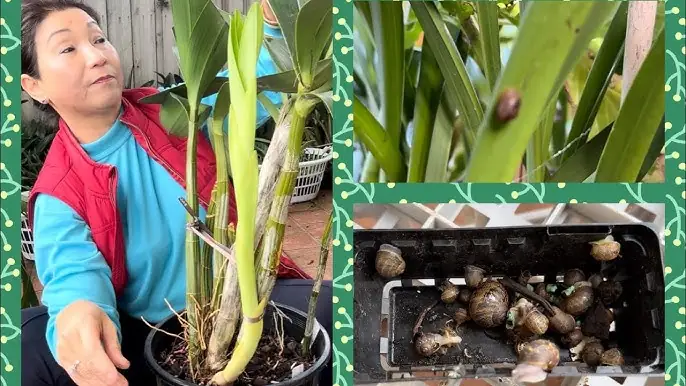 Cách Trồng Cây Ngọc Bích: Hướng Dẫn Chăm Sóc Toàn Diện Từ A Đến Z