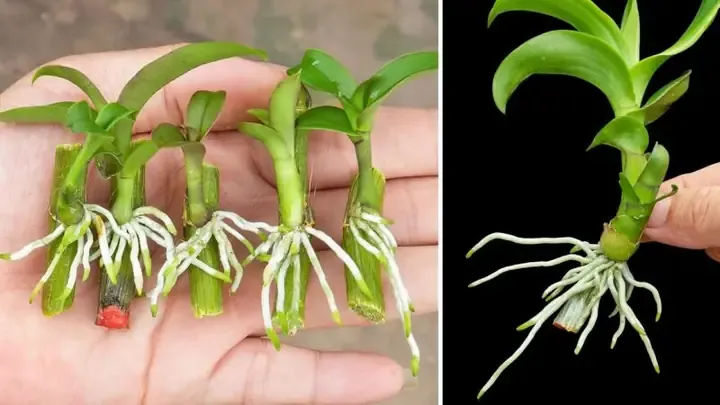 Cách Trồng Hoa Hồng Cổ Sapa Trong Chậu: Hướng Dẫn Chi Tiết A-Z Cho Người Yêu Cây