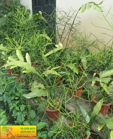 Cành giao đang phát triển khỏe mạnh trong chậu, cho thấy kết quả của việc chăm sóc đúng kỹ thuật