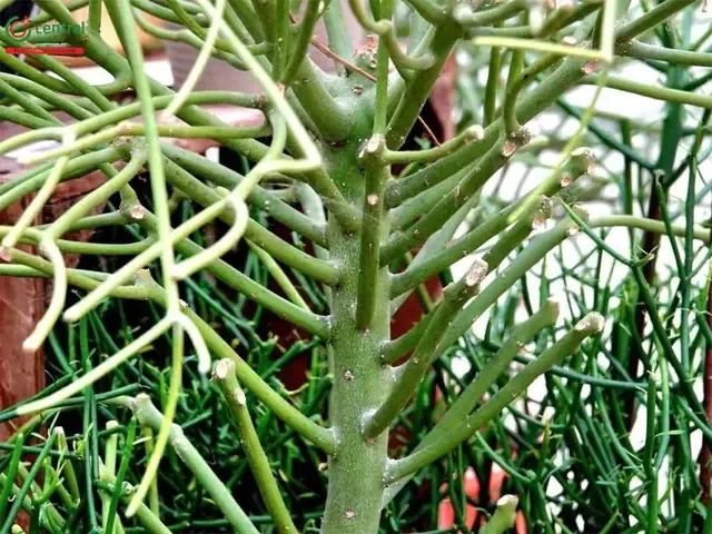 Cây cành giao trưởng thành với nhiều nhánh phân chia, tượng trưng cho sự sinh sôi và may mắn