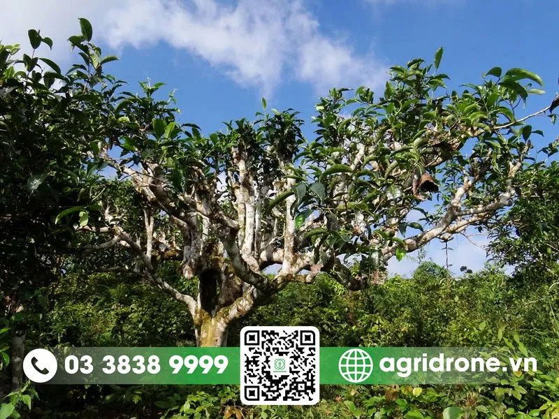 Cây chè xanh cổ thụ sinh trưởng mạnh mẽ trong điều kiện khí hậu núi cao