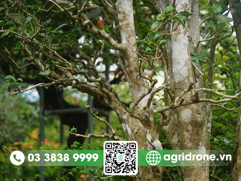 Thực hiện các bước kỹ thuật trồng cây chè xanh cổ thụ chuẩn xác