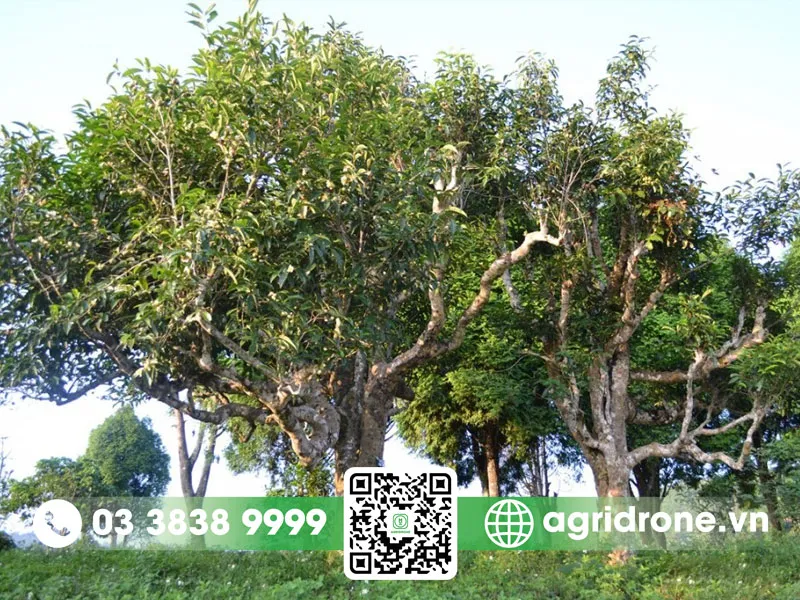 Quy trình chăm sóc và bón phân cho vườn chè xanh cổ thụ