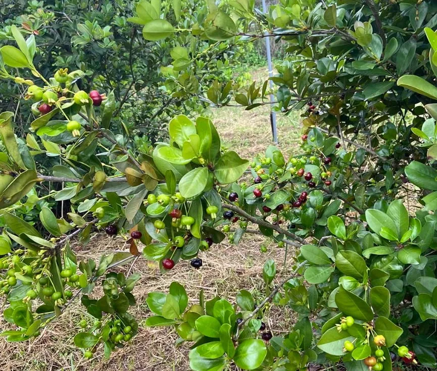 Cây Cherry Brazil đang ra hoa và kết trái