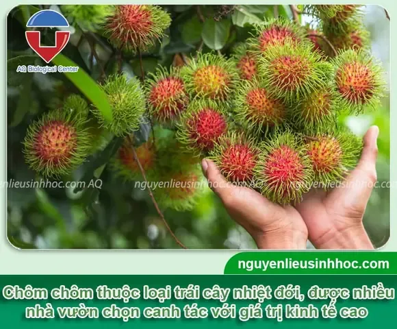 Hướng dẫn chi tiết cách trồng chôm chôm từ hạt tại nhà.