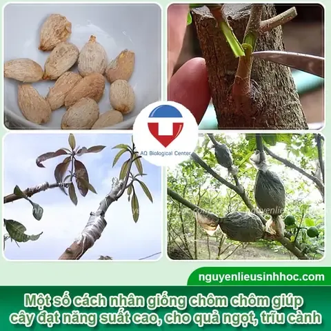 Cây chôm chôm non được gieo trồng từ hạt, minh họa cách nhân giống hiệu quả.