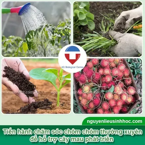 Chăm sóc cây chôm chôm sau khi trồng từ hạt để mau lớn và cho trái chuẩn.