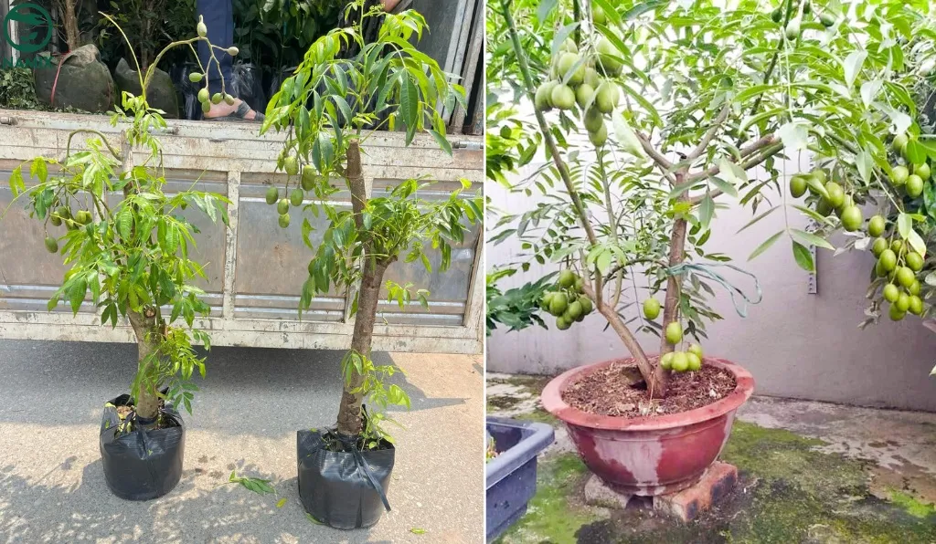 Trồng cây cóc ta bằng phương pháp chiết cành để cây nhanh cho trái