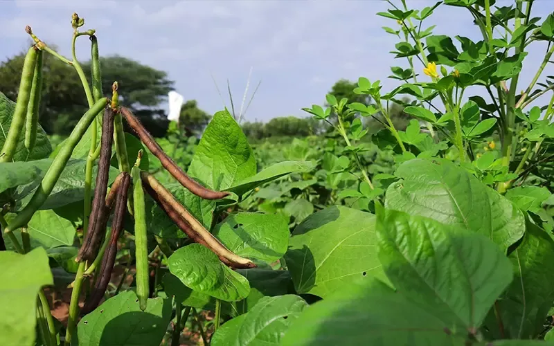 Chăm sóc cây đậu xanh, đảm bảo điều kiện đất trồng và tưới nước ổn định