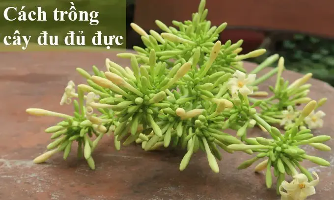 Cây đu đủ đực trưởng thành đang ra hoa