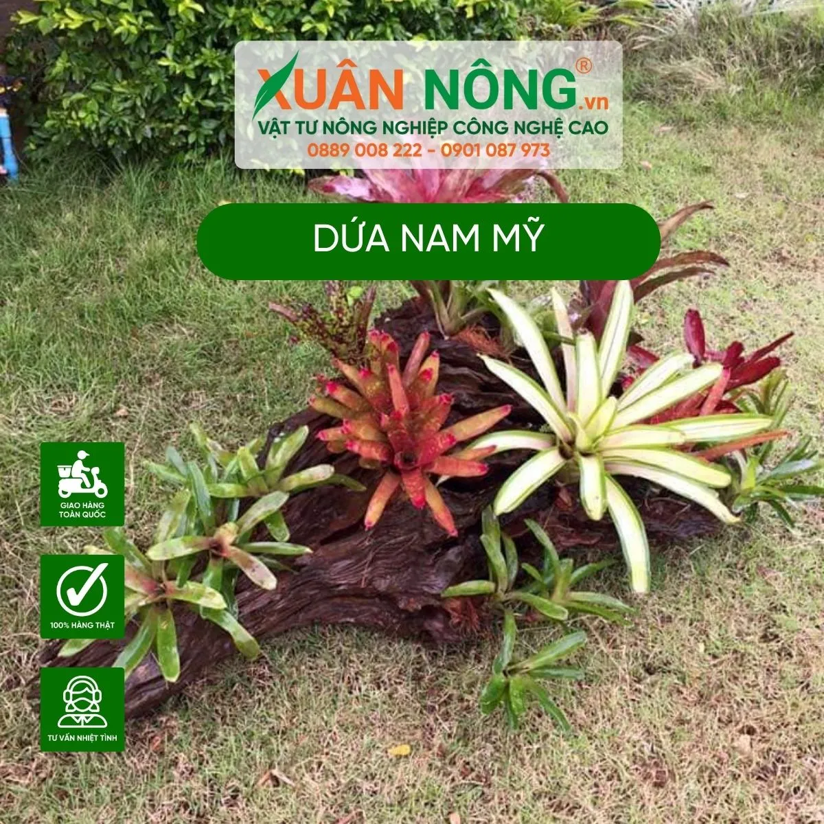 Alt text: Mô tả cách trồng cây dứa Nam Mỹ trong chậu với đất tơi xốp