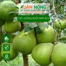 Cây giống bưởi năm roi
