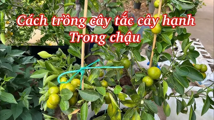 Hình ảnh vòng đời cây hạnh nhân: Từ cây non đến thu hoạch trong quy trình kỹ thuật trồng cây hạnh nhân