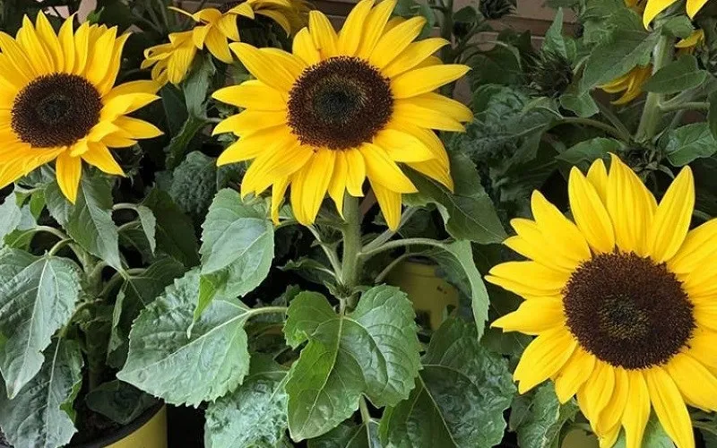 Các bước chuẩn bị để trồng cây hoa hướng dương lùn đón Tết