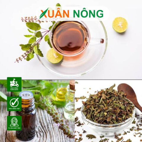 Cách Trồng Cây Hương Nhu Tía Từ Hạt Giống Đơn Giản, Chuyên Sâu