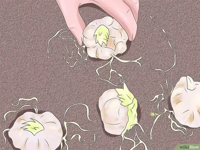 Trồng cây con khỏe mạnh là bước đầu tiên để áp dụng cách trồng cây hướng trọng lực