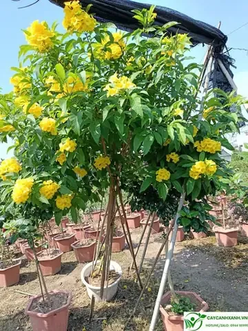 Địa Chỉ Bán Cây Huỳnh Liên Hoa Vàng