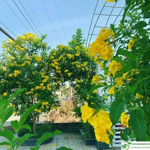 Ý Nghĩa Cây Huỳnh Liên Hoa Vàng Trong Phong Thủy