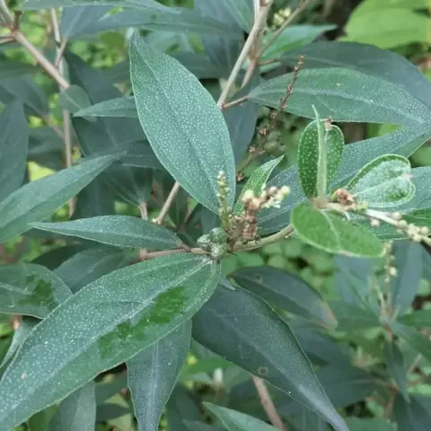 Minh họa rễ cây Khổ Sâm dùng làm dược liệu