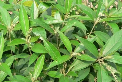 Cây Khổ Sâm đang phát triển trên luống đất