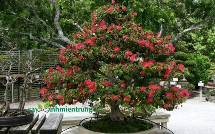 Cây Kiều Hùng nở hoa rực rỡ dưới ánh nắng