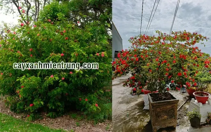 Chăm sóc cây Kiều Hùng sau khi trồng với ánh sáng phù hợp