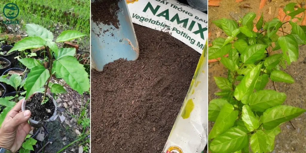 Cách trồng cây lá cách đơn giản bằng phương pháp giâm cành, có thể sử dụng đất trồng rau phối trộn sẵn