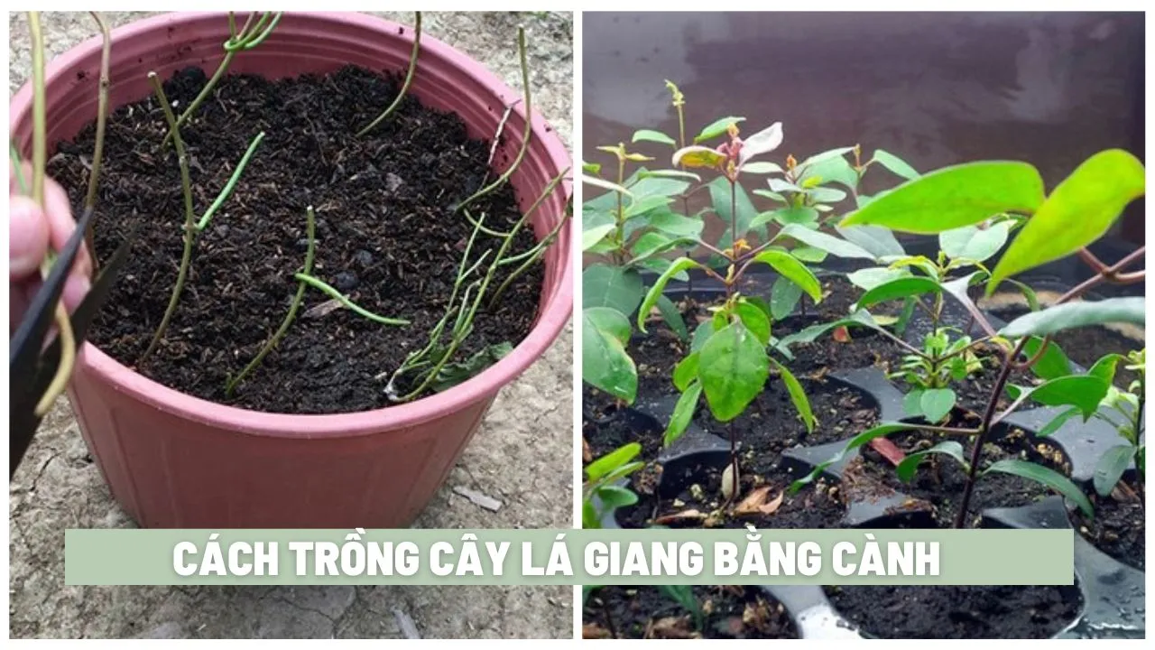 Quy trình chuẩn bị cành giâm lá giang trước khi trồng