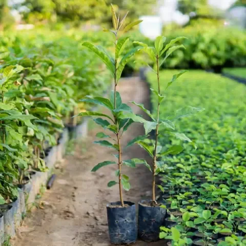 Nhá»¯ng NguyÃªn Táº¯c Cáº§n Náº¯m ÄÆ°á»£c Äá»ƒ CÃ¢y Lá»™c Vá»«ng PhÃ¡t Triá»ƒn Tá»‘t, Ra Hoa ÄÃºng MÃ¹a, Hoa TÆ°Æ¡i LÃ¢u.