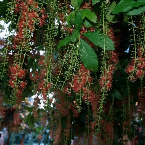 Lá»±a Chá»n CÃ¡ch KÃ­ch ThÃ­ch Ra Hoa