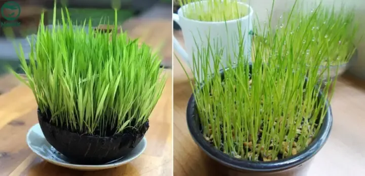 Mô hình trồng lúa cảnh thủy canh đơn giản, hiệu quả cho ban công