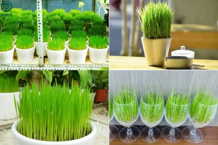 Cây mạ non và giá trị dinh dưỡng của mầm lúa khi trồng lúa tại nhà