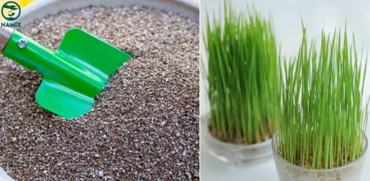 Kỹ thuật trồng lúa cảnh chuyên nghiệp sử dụng đá Vermiculite