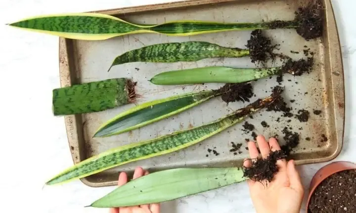 Mẹo giúp cây lưỡi hổ lùn ra nhánh con và phát triển khỏe mạnh