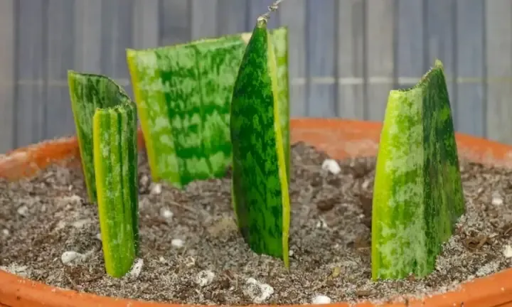 Kỹ thuật nhân giống cây lưỡi hổ lùn bằng cách giâm lá