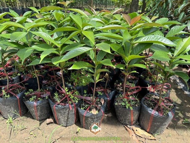 Cách Trồng Cây Mận Bắc Chi Tiết Từ A-Z: Kỹ Thuật Canh Tác Đạt Năng Suất Vượt Trội