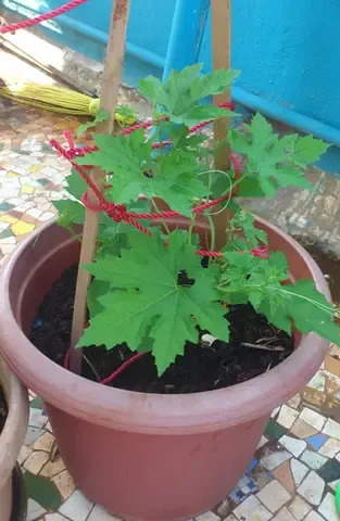 Hướng Dẫn Kỹ Thuật Làm Giàn Trồng Cây Mướp Đắng