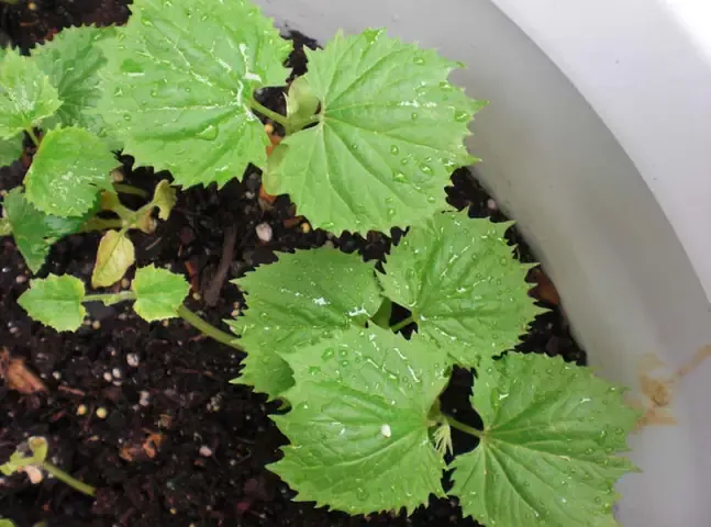 Hình Ảnh Giàn Khổ Qua Sai Trĩu Quả Tại Nhà