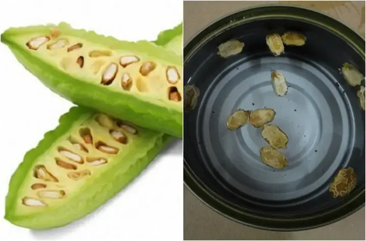 Chuẩn Bị Hạt Giống Mướp Đắng Khổ Qua